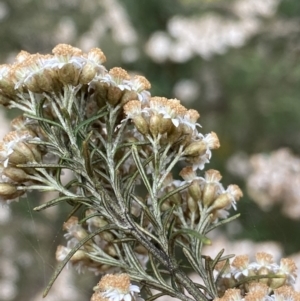 Ozothamnus thyrsoideus at Jagungal Wilderness, NSW - 20 Jan 2022 04:29 PM