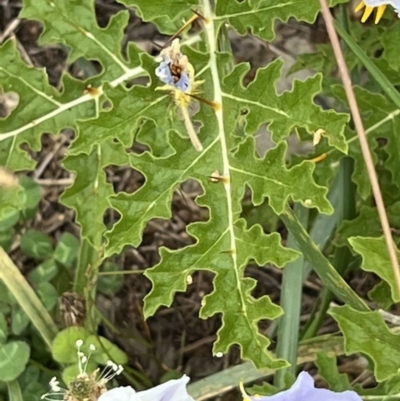 Solanum sisymbriifolium (Sticky Nightshade) at Lawson, ACT - 24 Jan 2022 by Wendyp5