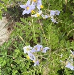 Solanum sisymbriifolium at Lawson, ACT - 24 Jan 2022