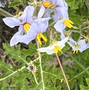 Solanum sisymbriifolium at Lawson, ACT - 24 Jan 2022