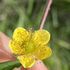 Geum urbanum (Herb Bennet) at Jagungal Wilderness, NSW - 20 Jan 2022 by NedJohnston