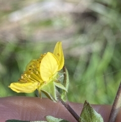 Geum urbanum at Jagungal Wilderness, NSW - 20 Jan 2022