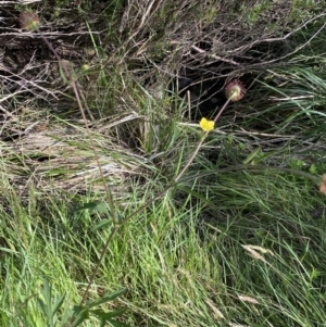 Geum urbanum at Jagungal Wilderness, NSW - 20 Jan 2022