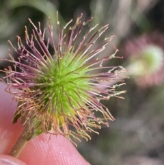 Geum urbanum at Jagungal Wilderness, NSW - 20 Jan 2022