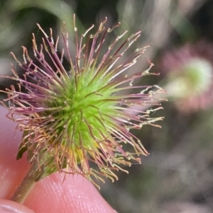 Geum urbanum at Jagungal Wilderness, NSW - 20 Jan 2022