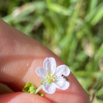 Geranium solanderi (Native Geranium) at Jagungal Wilderness, NSW - 20 Jan 2022 by Ned_Johnston