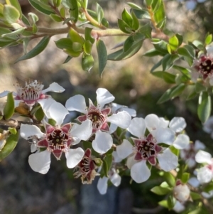 Leptospermum myrtifolium at Jagungal Wilderness, NSW - 20 Jan 2022 05:28 PM