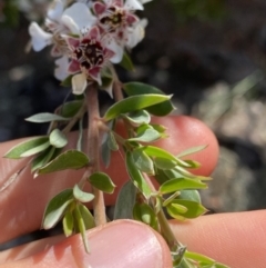 Leptospermum myrtifolium at Jagungal Wilderness, NSW - 20 Jan 2022 05:28 PM