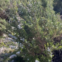 Leptospermum myrtifolium at Jagungal Wilderness, NSW - 20 Jan 2022 05:28 PM