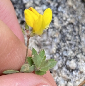 Lotus corniculatus at Jagungal Wilderness, NSW - 20 Jan 2022 05:27 PM