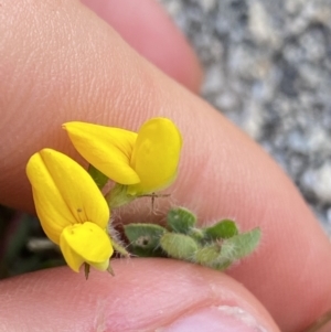 Lotus corniculatus at Jagungal Wilderness, NSW - 20 Jan 2022 05:27 PM