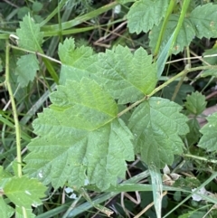 Rubus parvifolius at Jagungal Wilderness, NSW - 20 Jan 2022