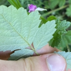 Rubus parvifolius at Jagungal Wilderness, NSW - 20 Jan 2022