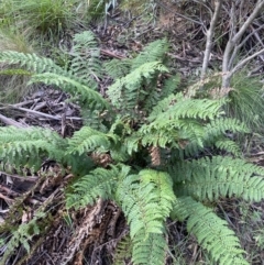 Polystichum proliferum (Mother Shield Fern) at Jagungal Wilderness, NSW - 20 Jan 2022 by Ned_Johnston