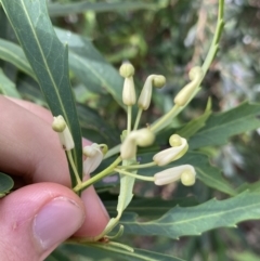 Lomatia myricoides at Jagungal Wilderness, NSW - 20 Jan 2022