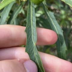 Lomatia myricoides at Jagungal Wilderness, NSW - 20 Jan 2022