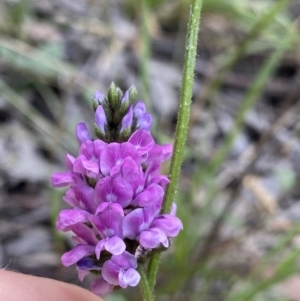 Cullen microcephalum at Jagungal Wilderness, NSW - 20 Jan 2022