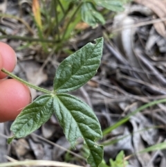 Cullen microcephalum at Jagungal Wilderness, NSW - 20 Jan 2022