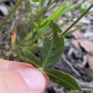 Cullen microcephalum at Jagungal Wilderness, NSW - 20 Jan 2022 05:21 PM