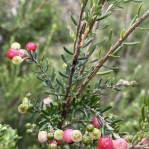 Acrothamnus hookeri at Jagungal Wilderness, NSW - 20 Jan 2022