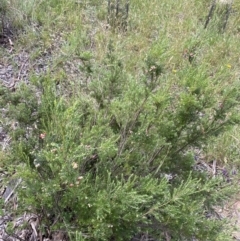 Acrothamnus hookeri at Jagungal Wilderness, NSW - 20 Jan 2022