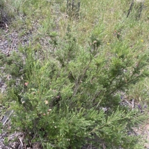 Acrothamnus hookeri at Jagungal Wilderness, NSW - 20 Jan 2022