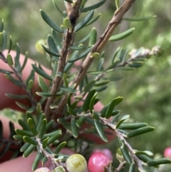 Acrothamnus hookeri at Jagungal Wilderness, NSW - 20 Jan 2022