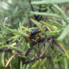 Chauliognathus tricolor (Tricolor soldier beetle) at Jagungal Wilderness, NSW - 20 Jan 2022 by NedJohnston