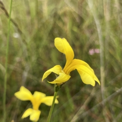 Goodenia pinnatifida (Scrambled Eggs) at Jerrabomberra Grassland - 24 Jan 2022 by ChrisM