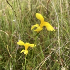 Goodenia pinnatifida at Jerrabomberra, ACT - 24 Jan 2022 03:38 PM