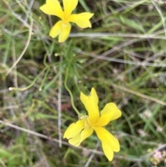 Goodenia pinnatifida at Jerrabomberra, ACT - 24 Jan 2022 03:38 PM