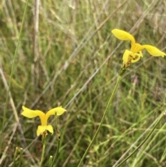 Goodenia pinnatifida at Jerrabomberra, ACT - 24 Jan 2022 03:38 PM