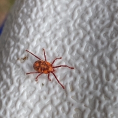 Erythraeidae (family) (Erythraeid mite) at Jagungal Wilderness, NSW - 20 Jan 2022 by Ned_Johnston