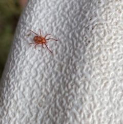 Erythraeidae (family) at Jagungal Wilderness, NSW - 20 Jan 2022