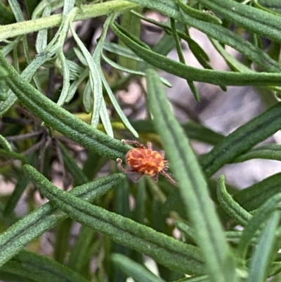 Erythraeidae (family) (Erythraeid mite) at Kosciuszko National Park - 20 Jan 2022 by Ned_Johnston