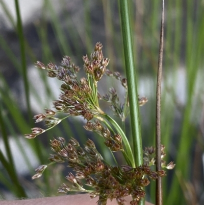 Juncus sp. (A Rush) at Jagungal Wilderness, NSW - 20 Jan 2022 by Ned_Johnston