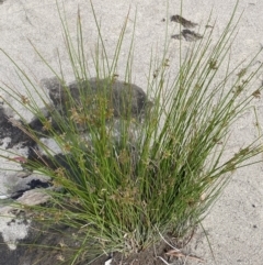 Juncus sp. at Jagungal Wilderness, NSW - 20 Jan 2022 05:51 PM