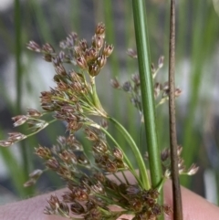 Juncus sp. at Jagungal Wilderness, NSW - 20 Jan 2022