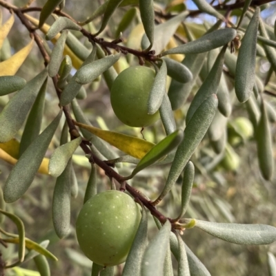 Persoonia subvelutina at Jagungal Wilderness, NSW - 20 Jan 2022 by NedJohnston