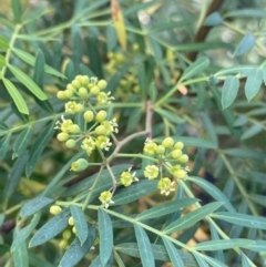 Polyscias sambucifolia (Elderberry Panax) at Jagungal Wilderness, NSW - 20 Jan 2022 by Ned_Johnston