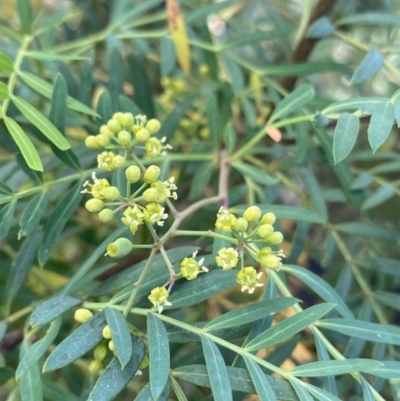 Polyscias sambucifolia (Elderberry Panax) at Jagungal Wilderness, NSW - 20 Jan 2022 by NedJohnston