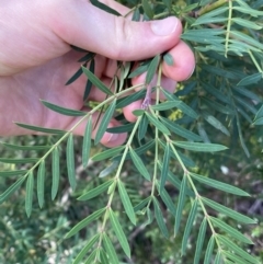 Polyscias sambucifolia at Jagungal Wilderness, NSW - 20 Jan 2022 05:47 PM