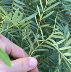 Polyscias sambucifolia at Jagungal Wilderness, NSW - 20 Jan 2022 05:47 PM