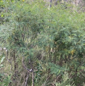 Polyscias sambucifolia at Jagungal Wilderness, NSW - 20 Jan 2022 05:47 PM