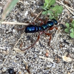 Diamma bicolor (Blue ant, Bluebottle ant) at Jagungal Wilderness, NSW - 20 Jan 2022 by NedJohnston