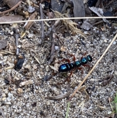 Diamma bicolor at Jagungal Wilderness, NSW - 20 Jan 2022