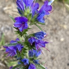 Echium vulgare (Vipers Bugloss) at Jagungal Wilderness, NSW - 20 Jan 2022 by Ned_Johnston