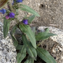 Echium vulgare at Jagungal Wilderness, NSW - 20 Jan 2022