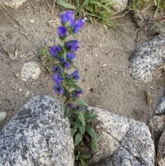 Echium vulgare at Jagungal Wilderness, NSW - 20 Jan 2022