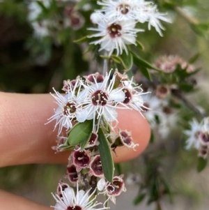 Kunzea ericoides at Jagungal Wilderness, NSW - 20 Jan 2022 05:40 PM